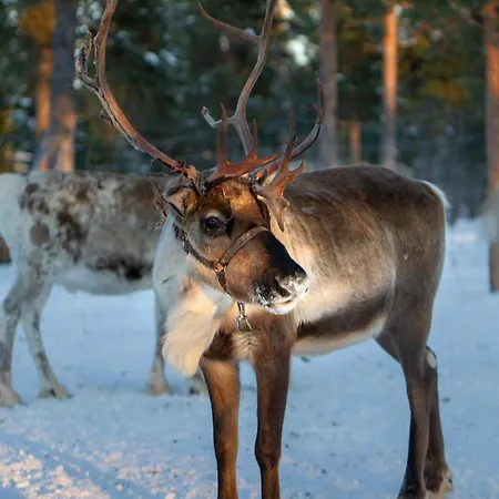 Sweetlapland Homes Apartamento