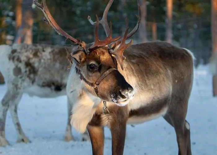 Sweetlapland Homes Apartament